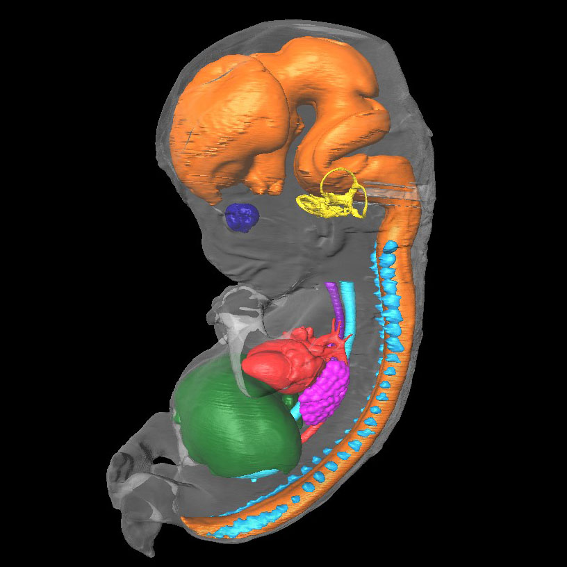 3D model of a human embryo